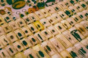 How Seasonal Changes Can Affect Pest Activity Inside Your Home How Seasonal Changes Can Affect Pest Activity Inside Your Home